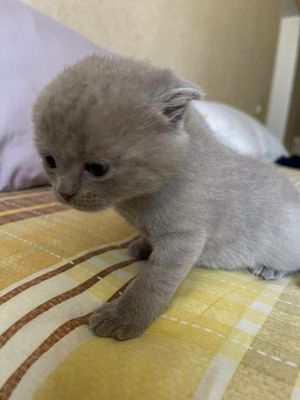 Продается котенок Скотиш Фолд