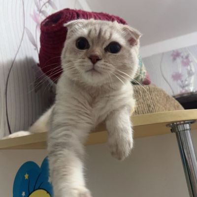 Продаю срочно :котенка мальчика Британской породы [5 месяцев]