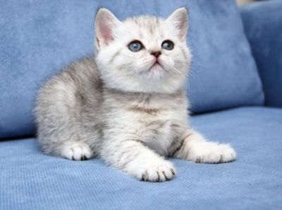 Срочно продаётся котята британцы
