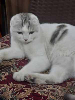 мушук сотилади тошкент