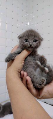 Британские котята продаётся