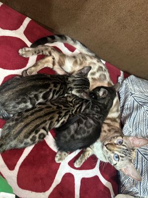 Бенгальские котята