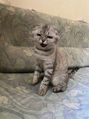 Скоттиш Фолд