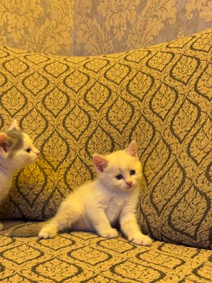 Шотландский скоттиш страйт 3 мальчик 1 девочка