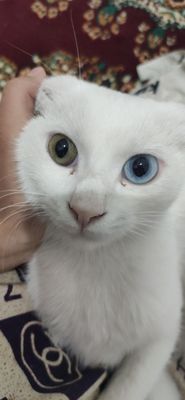 Кот полностью белый.