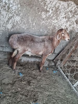 Zotdor katta quchqor sotiladi