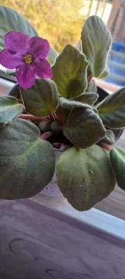 продам фиалки