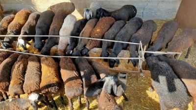 Кучкор кузилар оптим нархларда