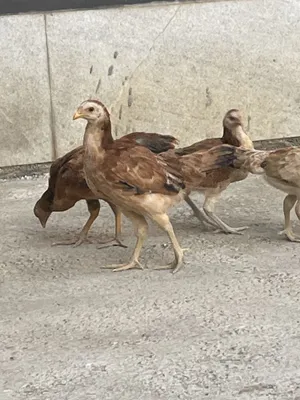 Жужалар сотилади домашний бахорда тухум куяди