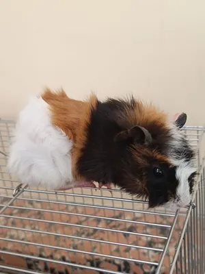 Хомяки сирийской породы .Цена за пары с клеткой