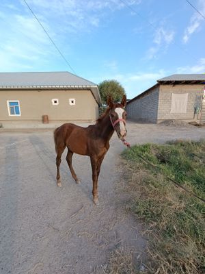 Тойлар сотилади. Зоти тоза.
