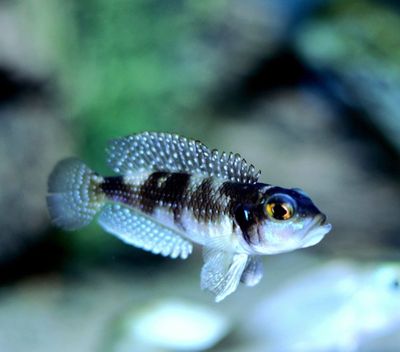 Speciosus black Ocellatus