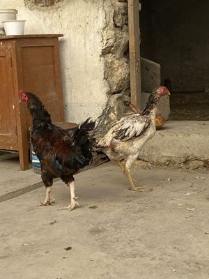 Xoroz bilan makiyon sotiladi