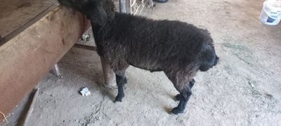 Кузи кучкорча сотилади