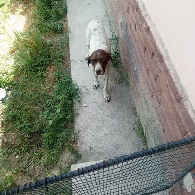 Ovchi it .Vafodor