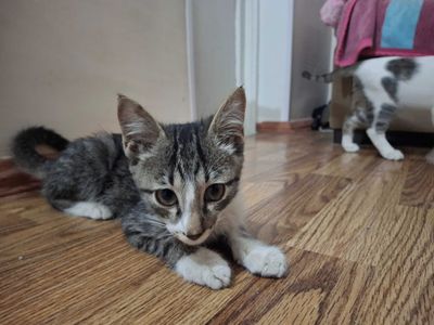 Котята, маленькие, в хорошие руки