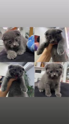 Продается котенок