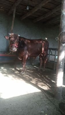 Buqa sotiladi qolgani telda gaplashiladi