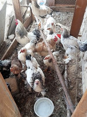 Brama tovuq horozla sotiladi surochni bekorchilar olish maqsadi bomaga