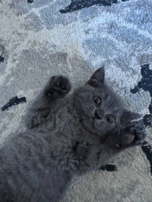 Мушук боласи сотилади