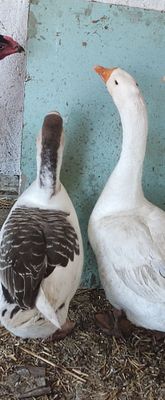 Гуси королевиские . и утки