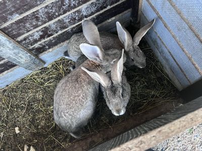 Продаются кролики большой породы