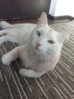 erkak mushuk