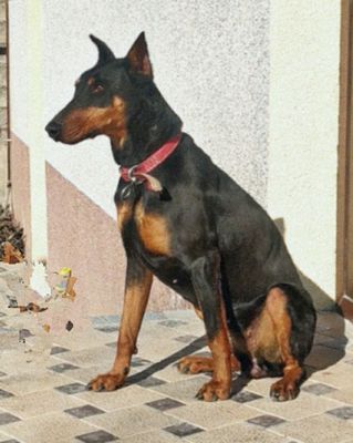 Doberman sotiladi