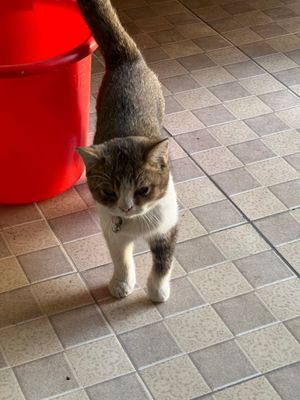 Шотландский котенок скоттиш срочно продается
