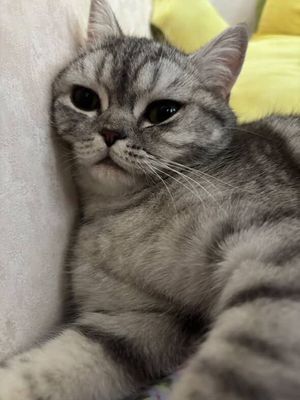 Шотландская вислоухая кошка!