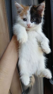 Срочно продаются котята британский страйт