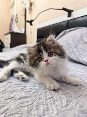Чистокровные персидские котята