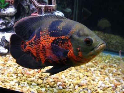 Astronotus xishnik baliqlar sotiladi