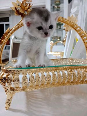 Серебристый шиншилла