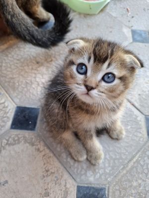 Котята шиншила породы один остался малчик в наличие