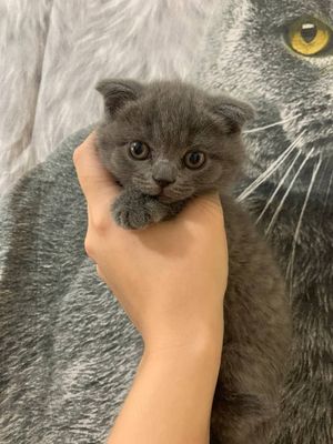 Продаются котята скоттиш фолд и скоттиш страйт