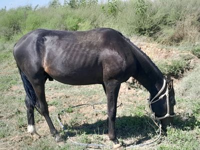 toy sotiladi 1 yarim 2 yow narxi 18.500 milyon