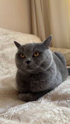 biritish cat sotiladi ayol 8 oylik nasli toza
