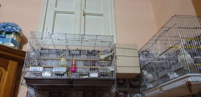 Кареллоо жуфт папугай