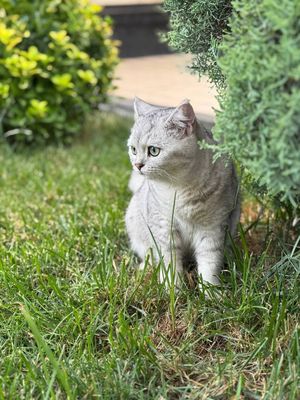 7 oyli кошка Британски дамашний британский серебристый шиншилла