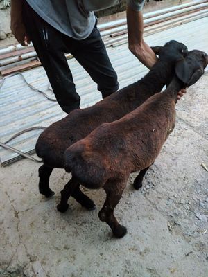 Qõzilar sotiladi.