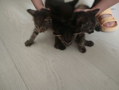 отдам даром котята 1.5 месяц сомастаятелно кушают
