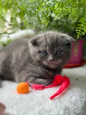 Продам котёнка-девочка, 2 месяца.