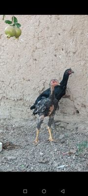 Dakan joja sotiladi