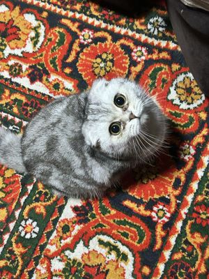 Продается котик вислоухий