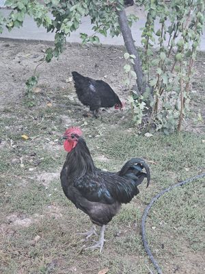 Xo'roz va Tovuqlar sotiladi