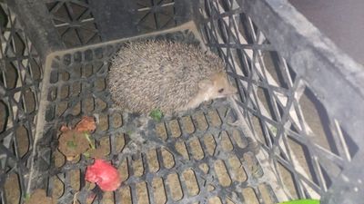 Tipiratikan  zoti. shetsiyaniki