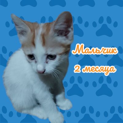 Продаются котята  породы Турецкий Ван