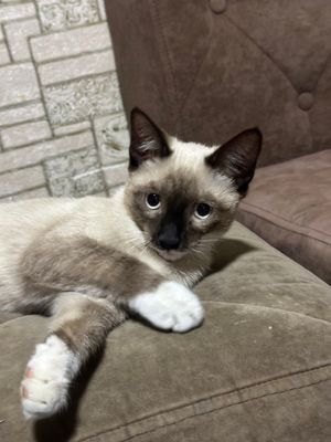 чистокровный котик