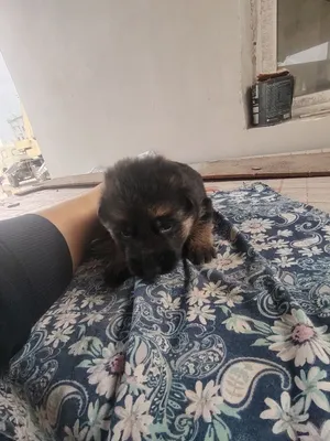 Немецкие овчарки